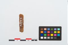 Foto von Bernsteinschieber (NHMW-PRAE-024561)